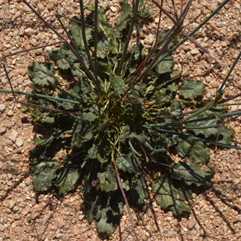 Eriogonum inflatum, Desert Trumpet